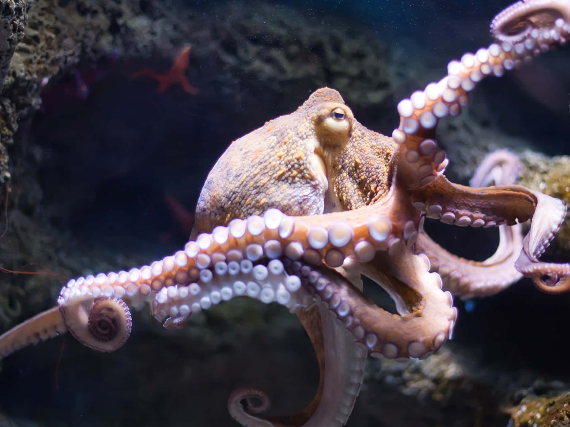 The Unique Beauty of an Octopus