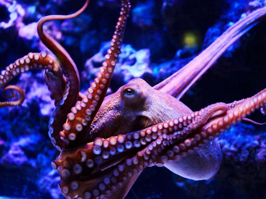 Colorful Octopus Lurking Out of Its Den