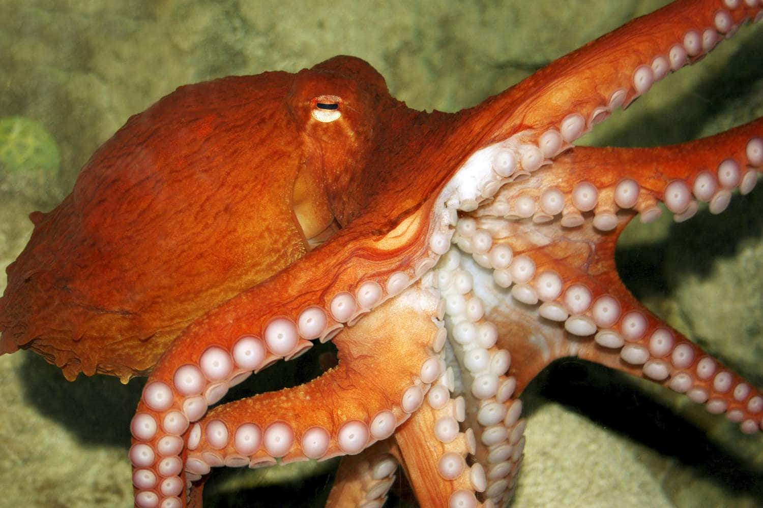 An Octopus Is Swimming In The Ocean
