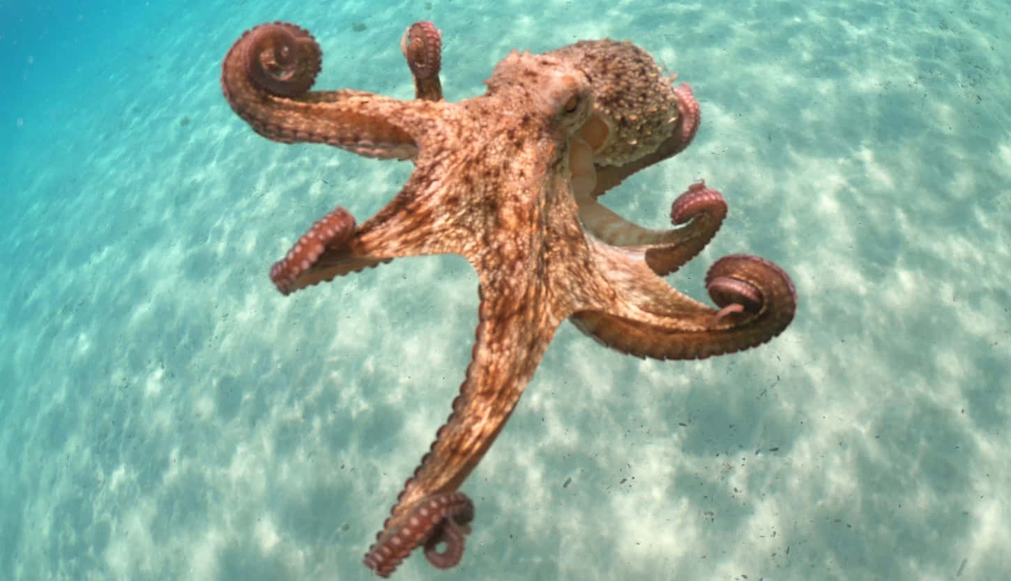 A colorful Octopus swims in a tranquil ocean