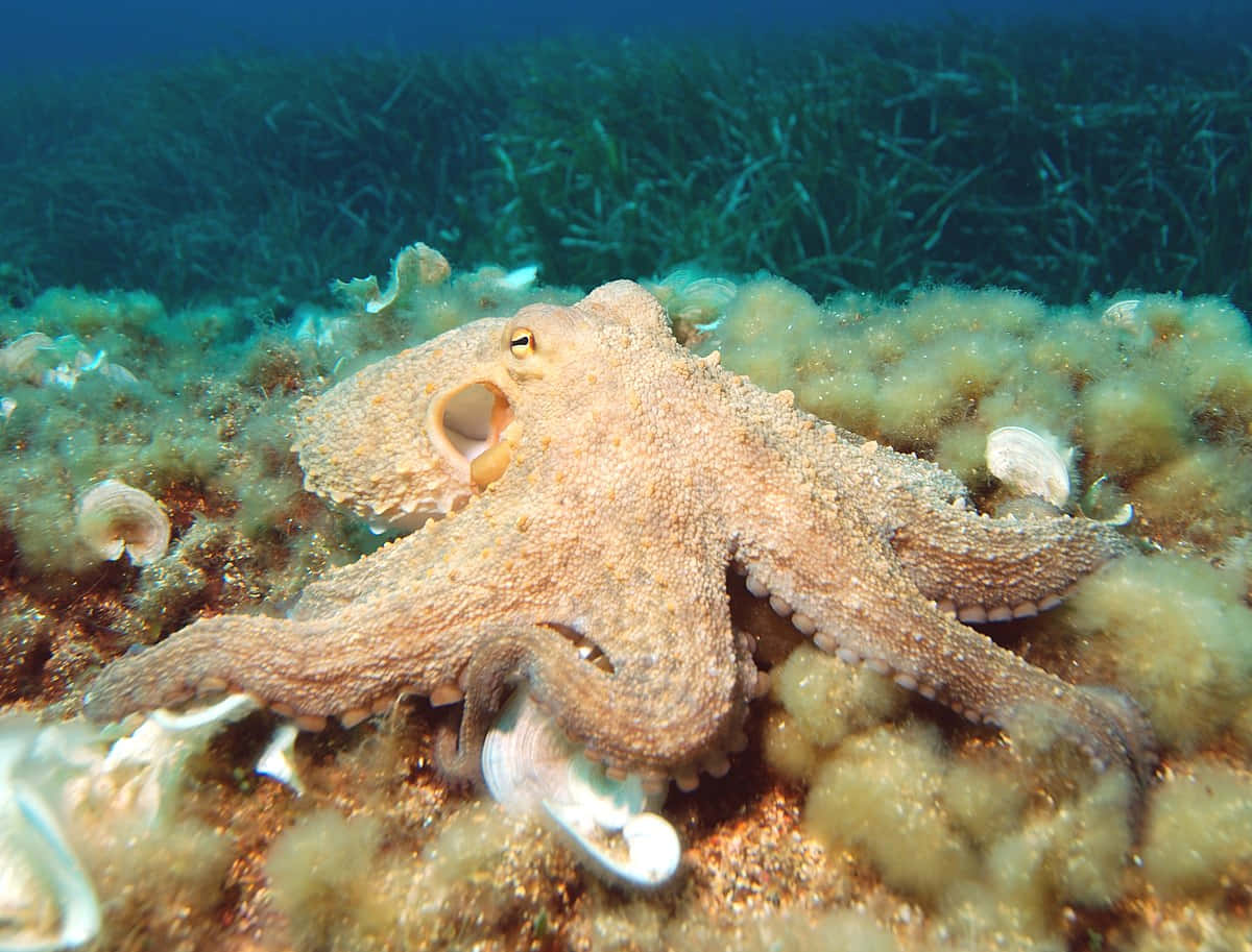 Einlebhafter Oktopus, Der Durch Das Korallenriff Schwimmt.