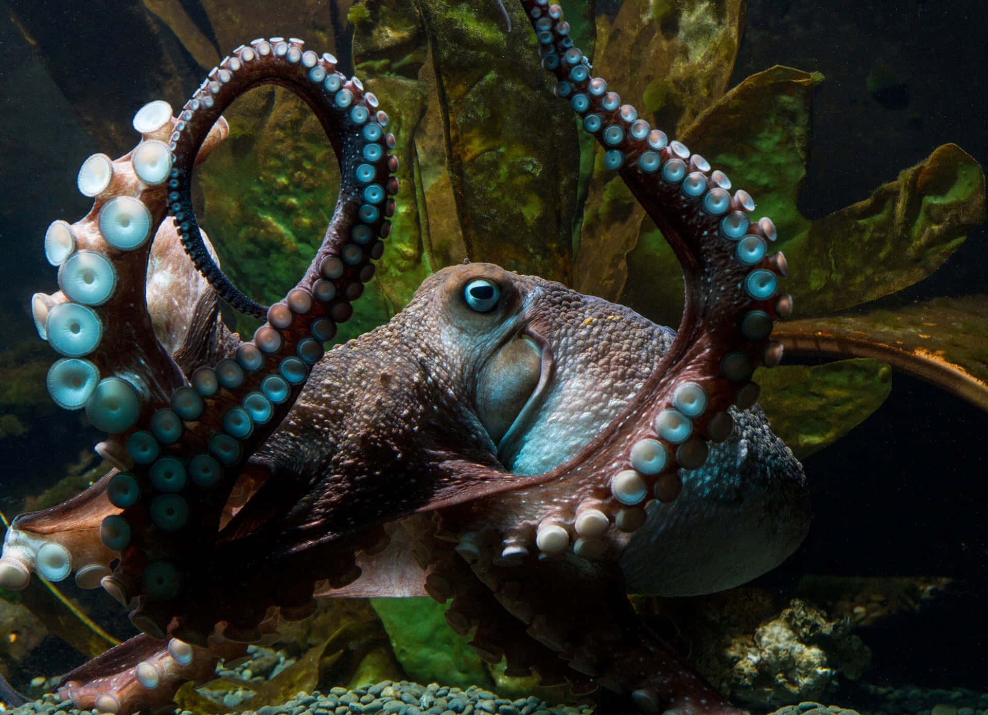 Einwunderschöner Oktopus, Der Sich Inmitten Eines Farbenfrohen Korallenriffs Versteckt.