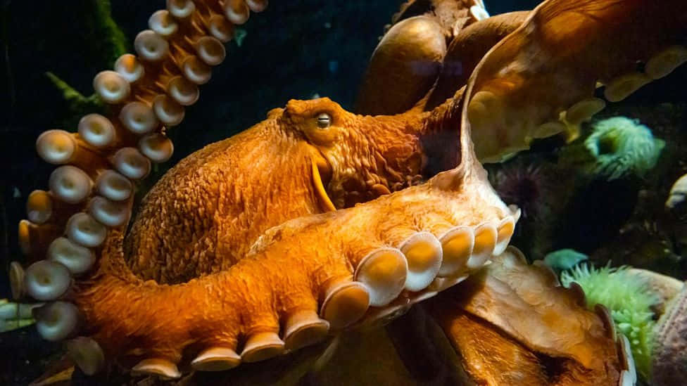 Giant Pacific Octopus blends into its habitat