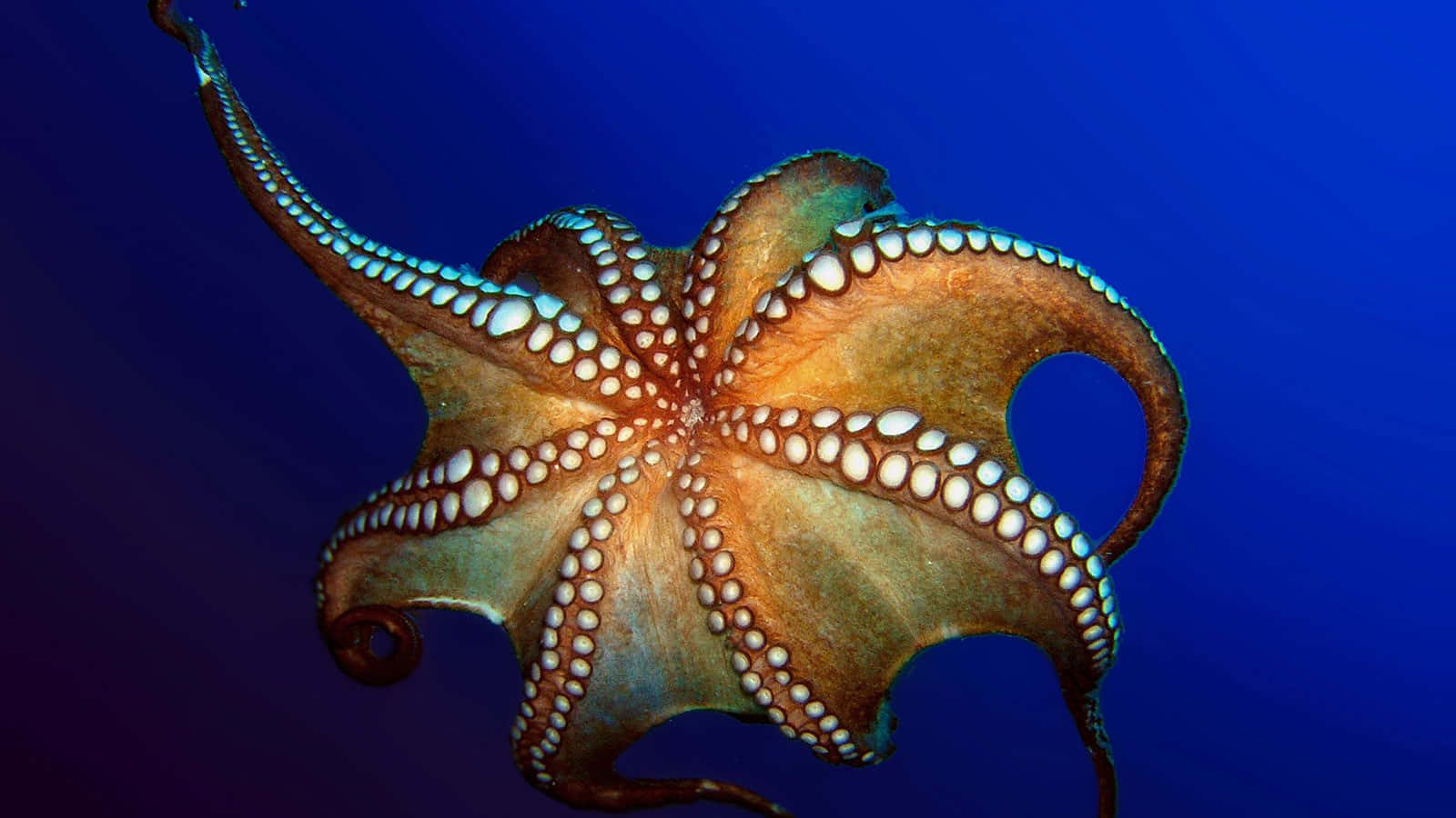 Prächtigerblauer Oktopus, Der In Den Tiefen Des Ozeans Schwimmt.