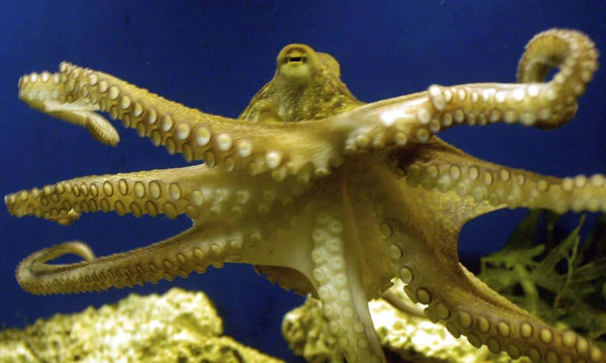 Dieunglaubliche Intelligenz Eines Oktopus