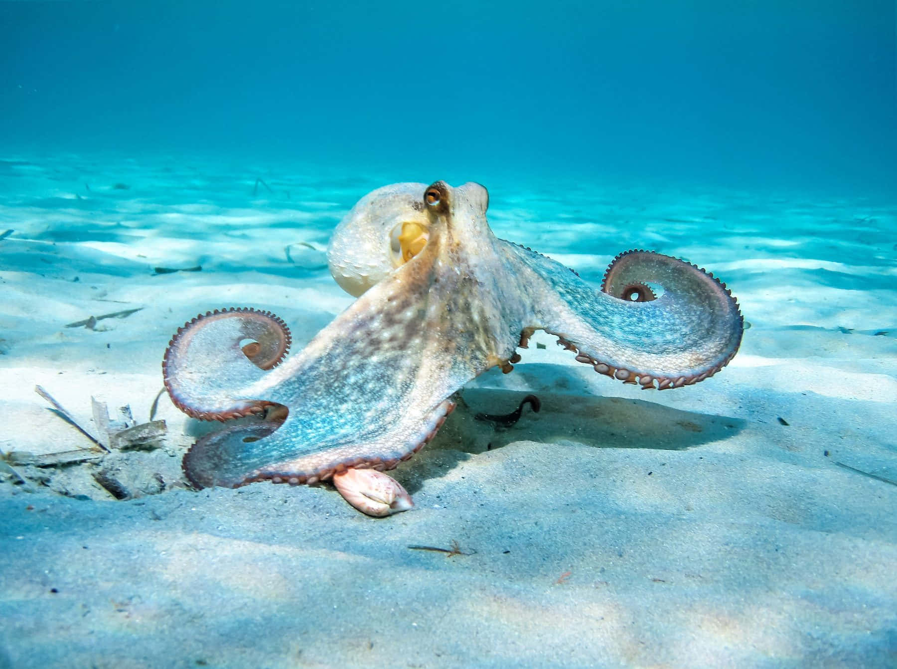 A magnificent Octopus swimming through the deep blue sea