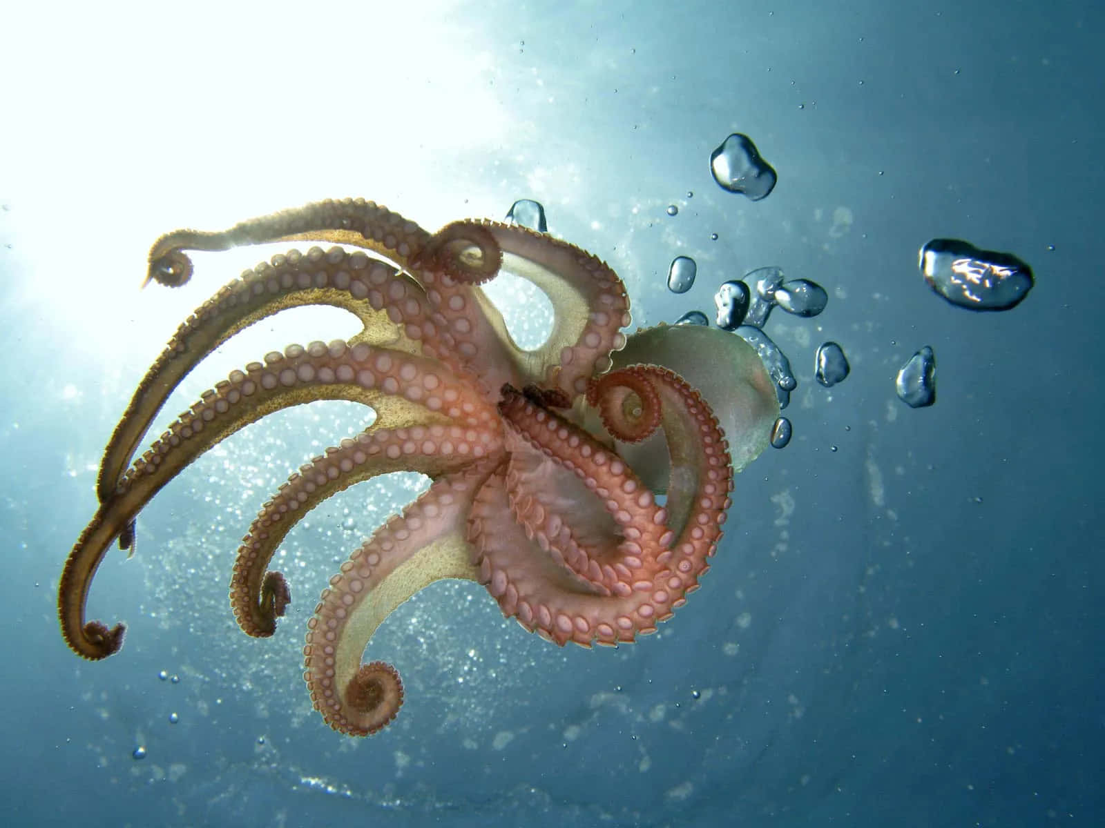 "The Colorful Magical World of Octopuses"