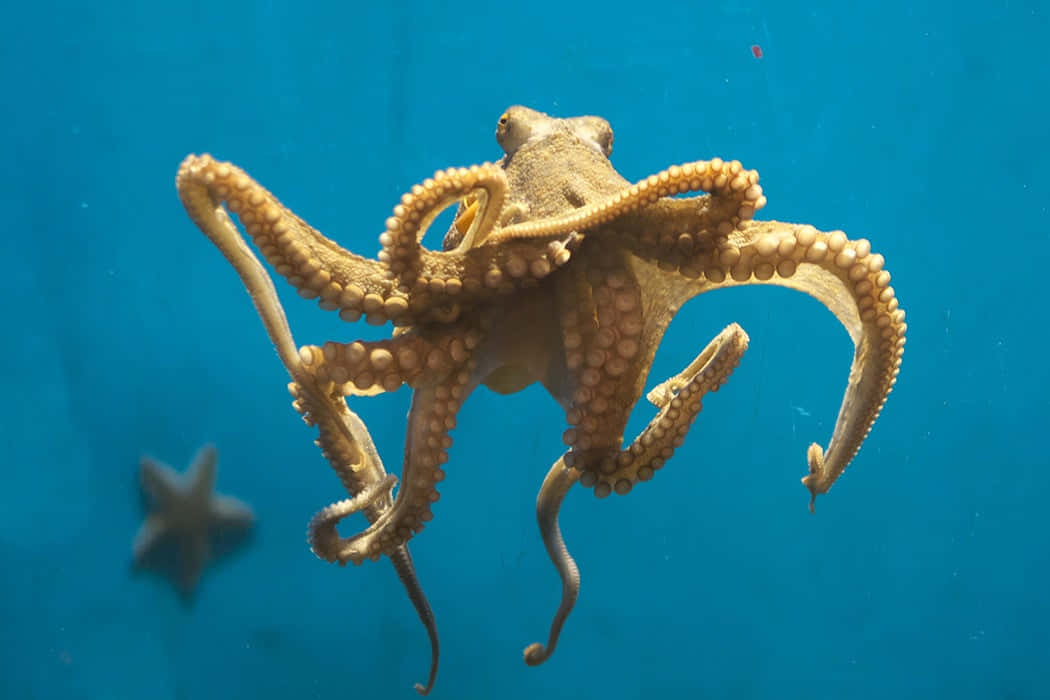 An Octopus Perched on a Rock