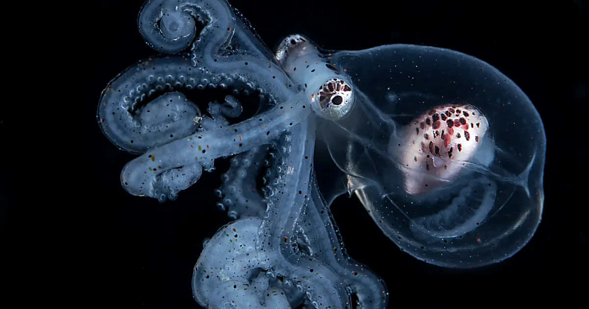 Octopus,der Klamrer Sig Fredeligt Til En Sten.