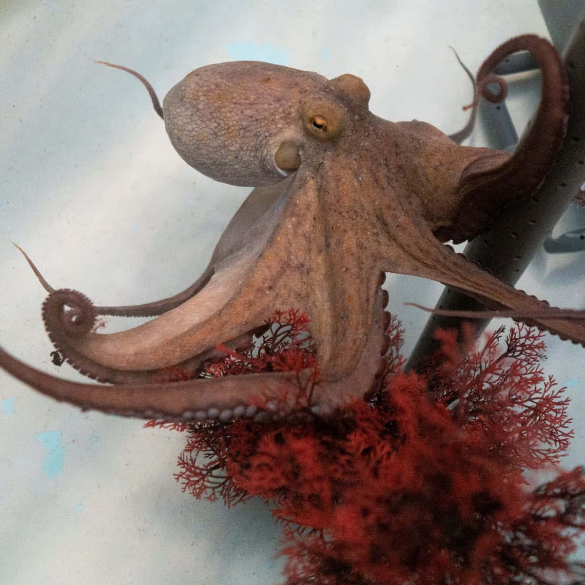 Octopussenen Mystisk Og Bemærkelsesværdig Skabning.