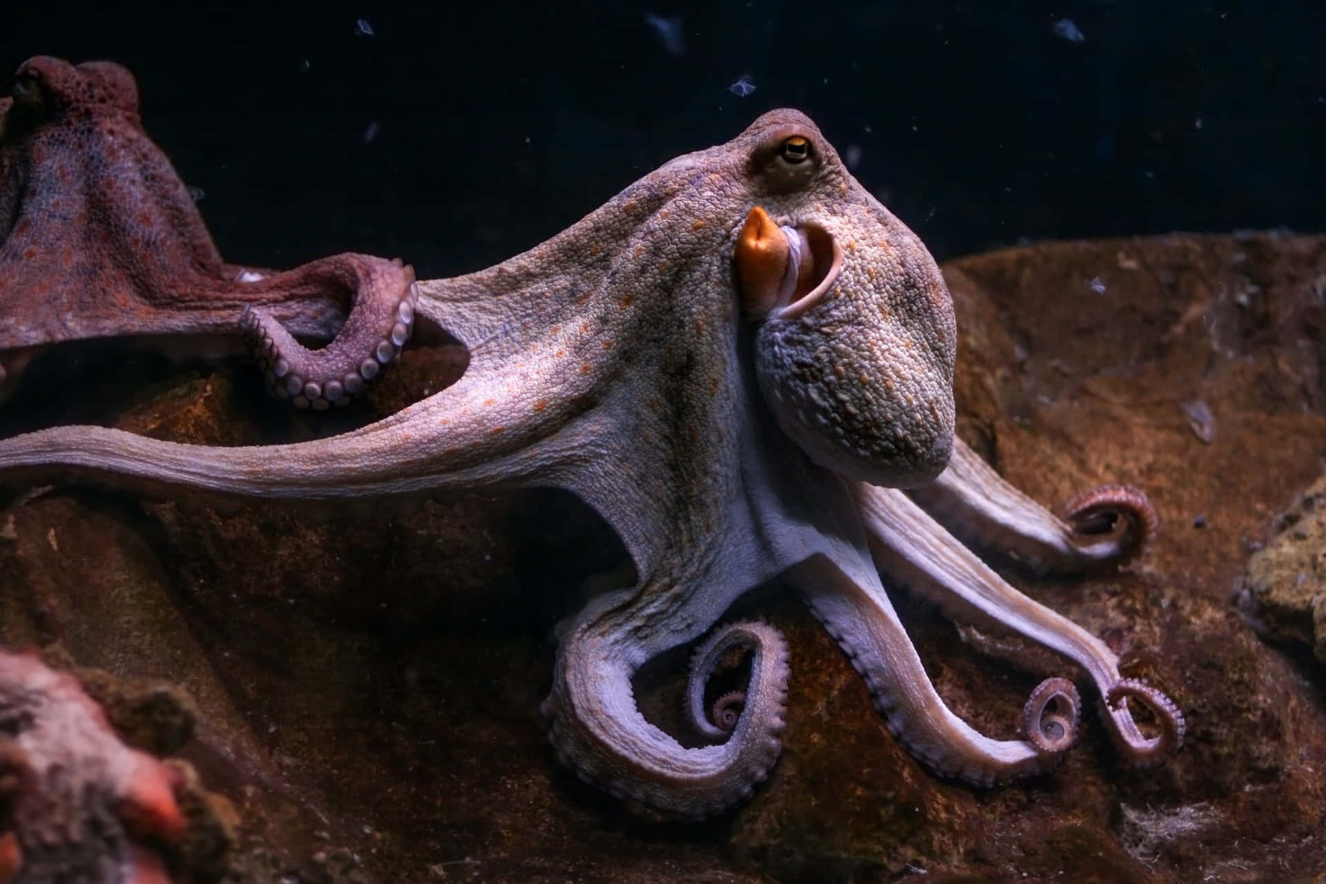 A mysterious and colorful Octopus