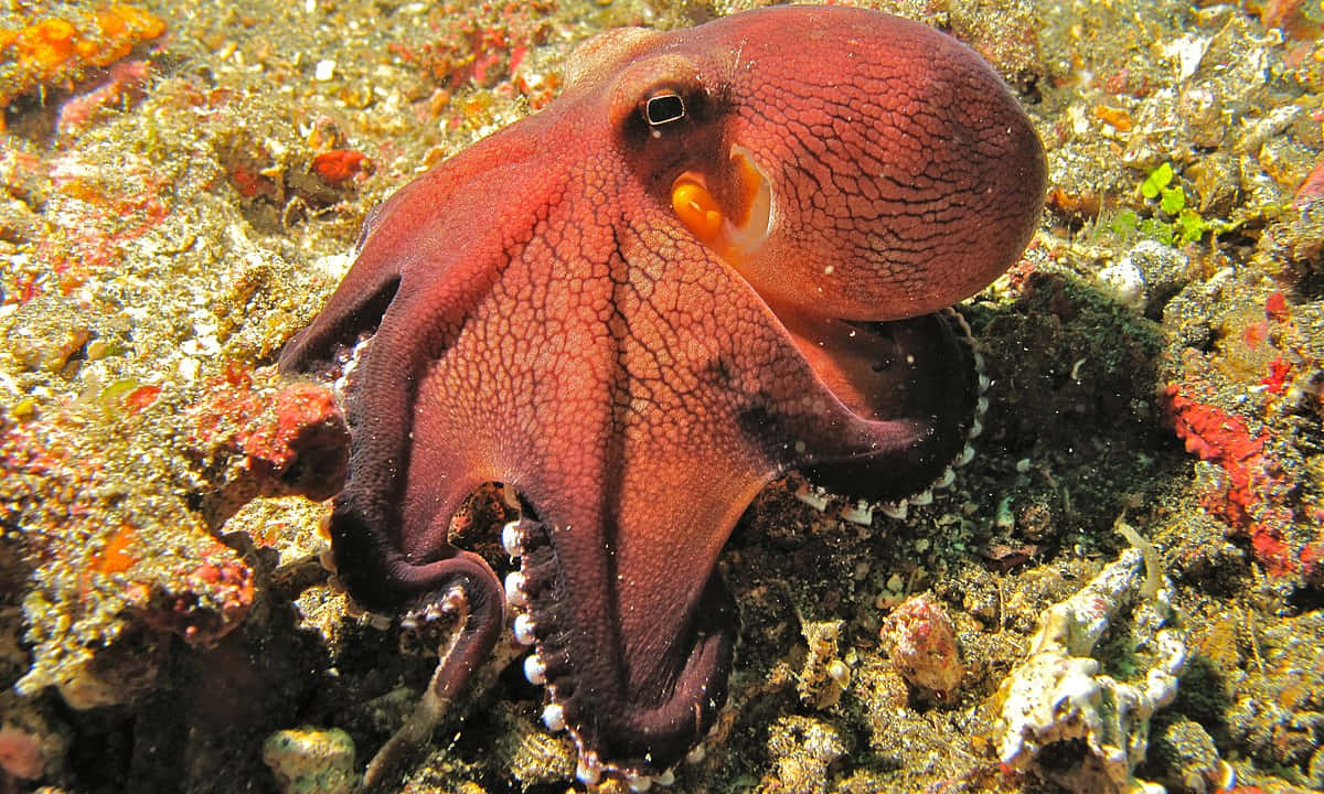 A Large Octopus On The Ocean Floor