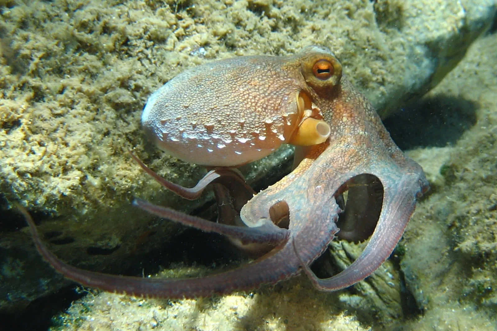 A vivid octopus swimming in the blue depths of the sea