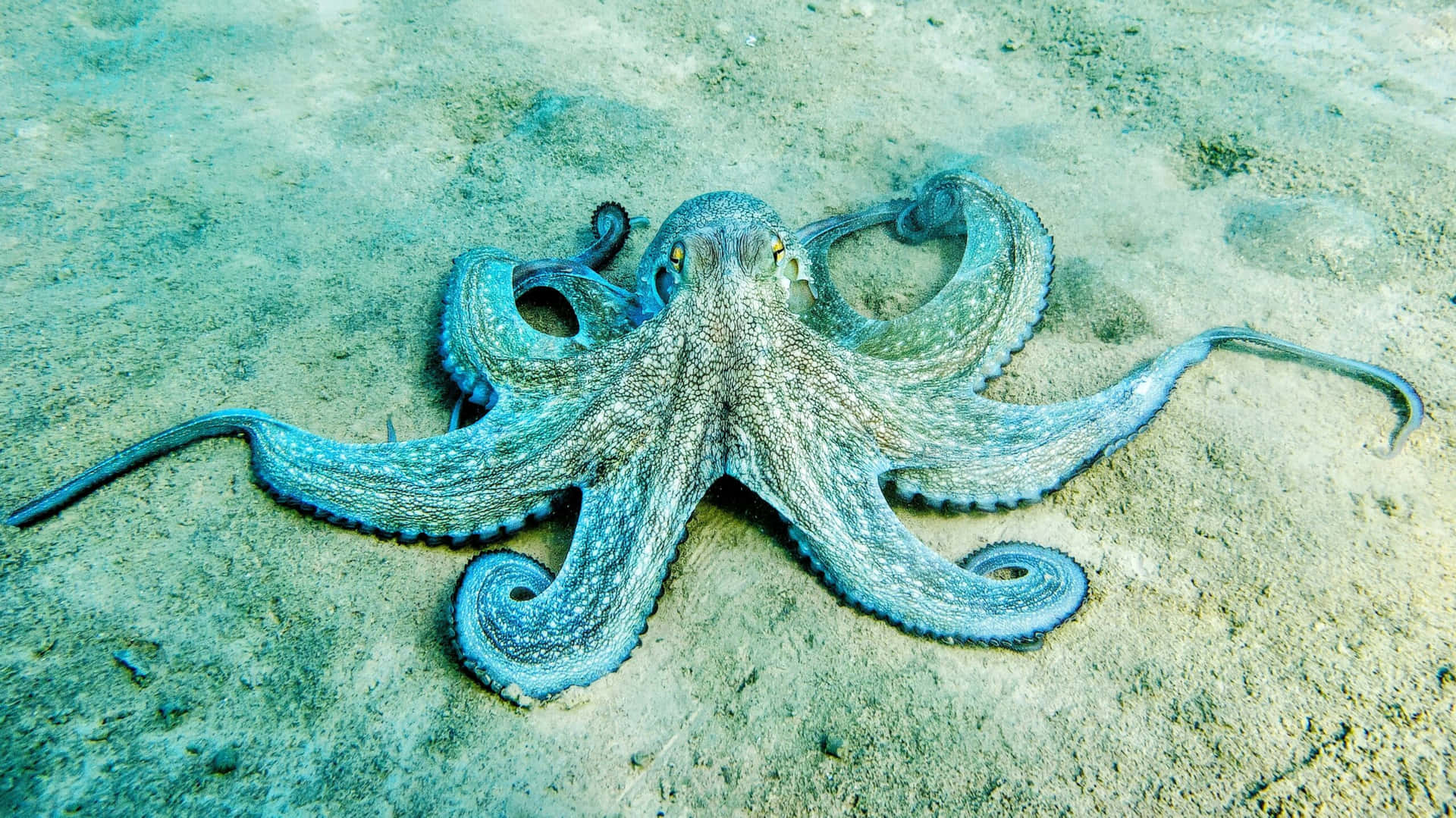 Octopus Sandy Seabed Wallpaper