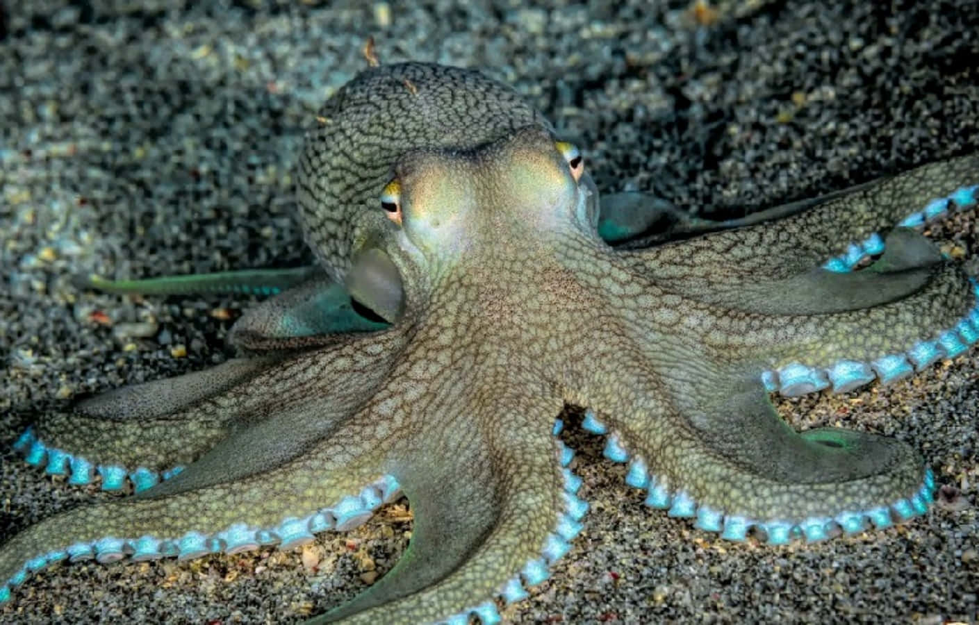 Octopuson Seabed Wallpaper