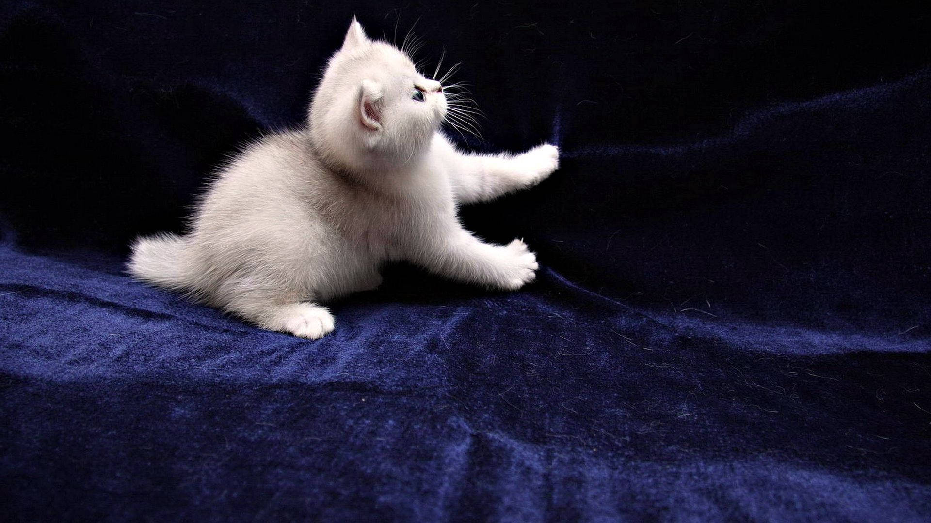 Off-white Furry Kitty Background