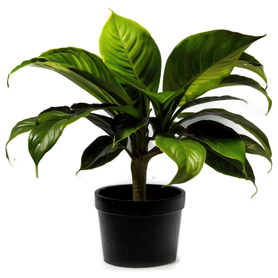 Office Plant Png 05032024 PNG