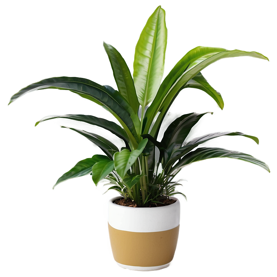 Download Office Plants Png Huc32 | Wallpapers.com