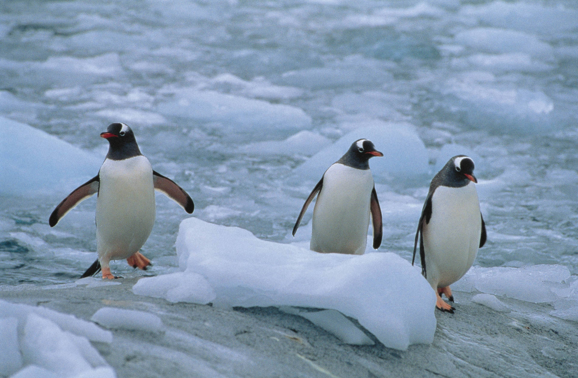 Official Linux Mascot Penguins