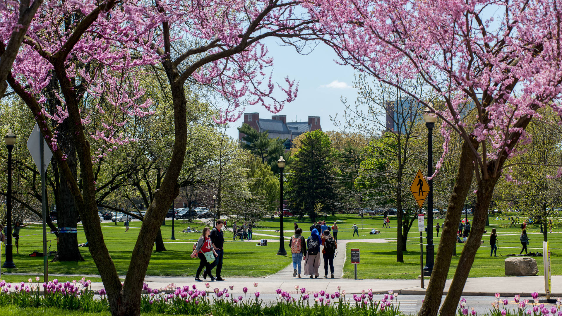 Ohio State University Pink Trees Picture