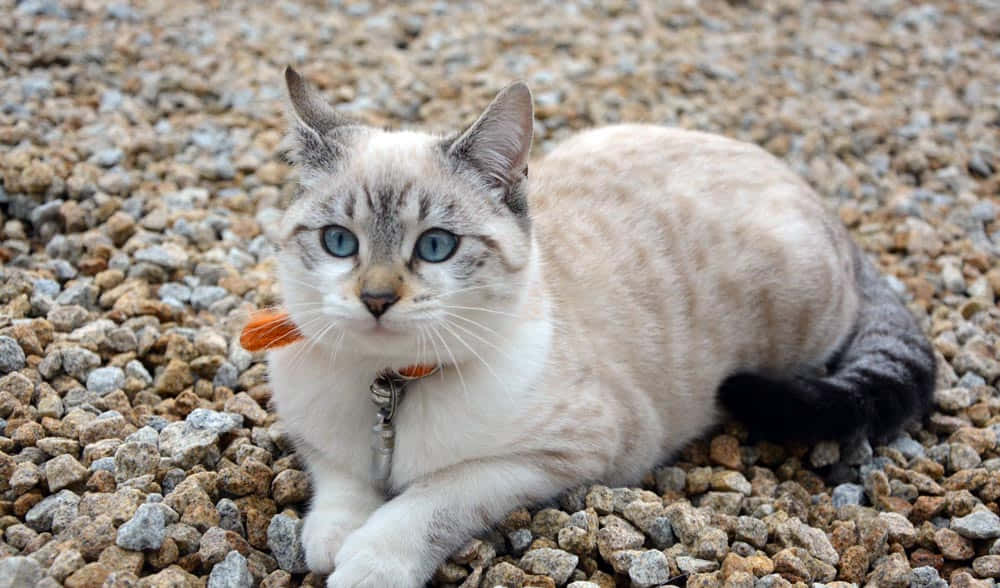 A majestic Ojos Azules cat with deep blue eyes and rich fur Wallpaper