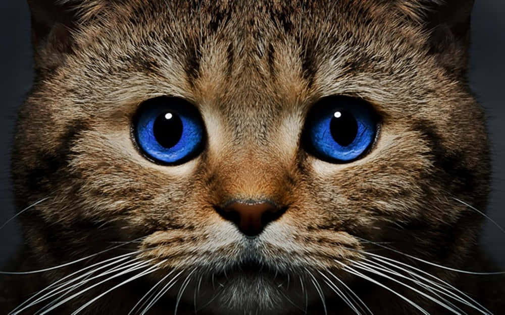 Ojos Azules Cat with Deep Blue Eyes Wallpaper