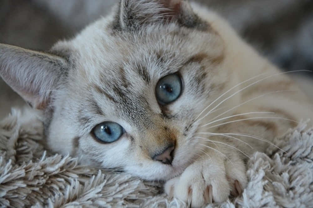 Stunning Ojos Azules Cat with bright blue eyes Wallpaper