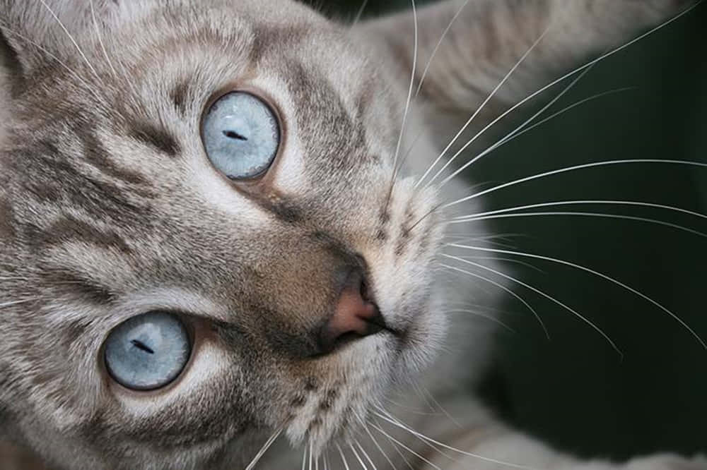 Caption: Stunning Ojos Azules Cat With Piercing Blue Eyes Wallpaper