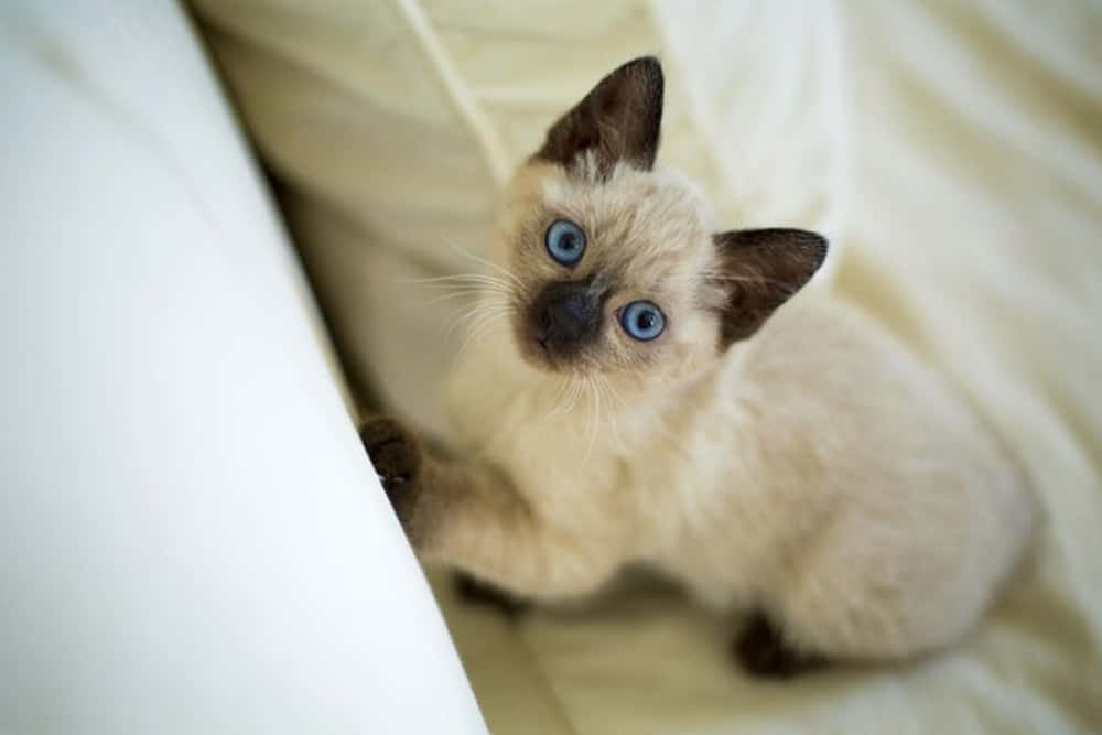 Stunning Ojos Azules Cat with Piercing Blue Eyes Wallpaper
