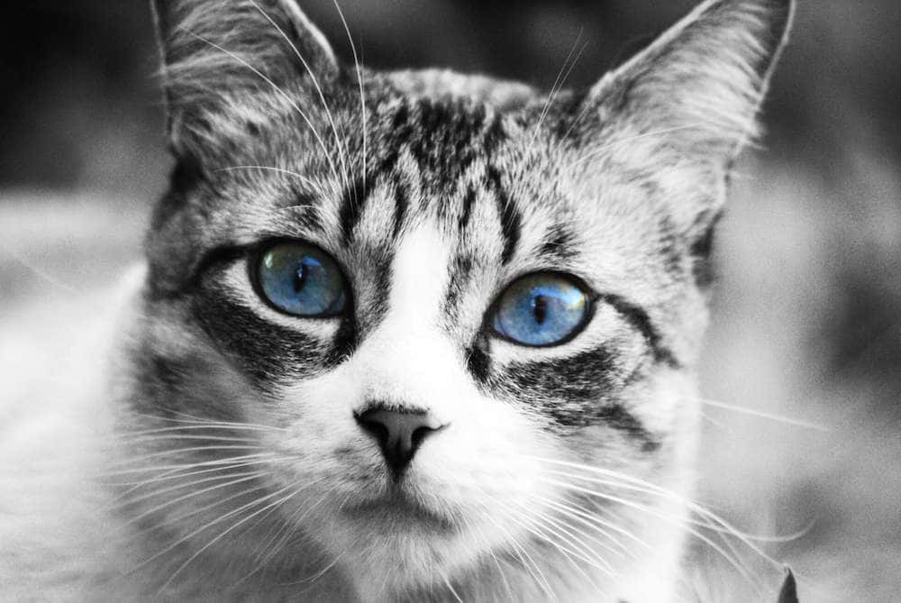 A Rare Domestic Beauty - The Ojos Azules Cat Wallpaper