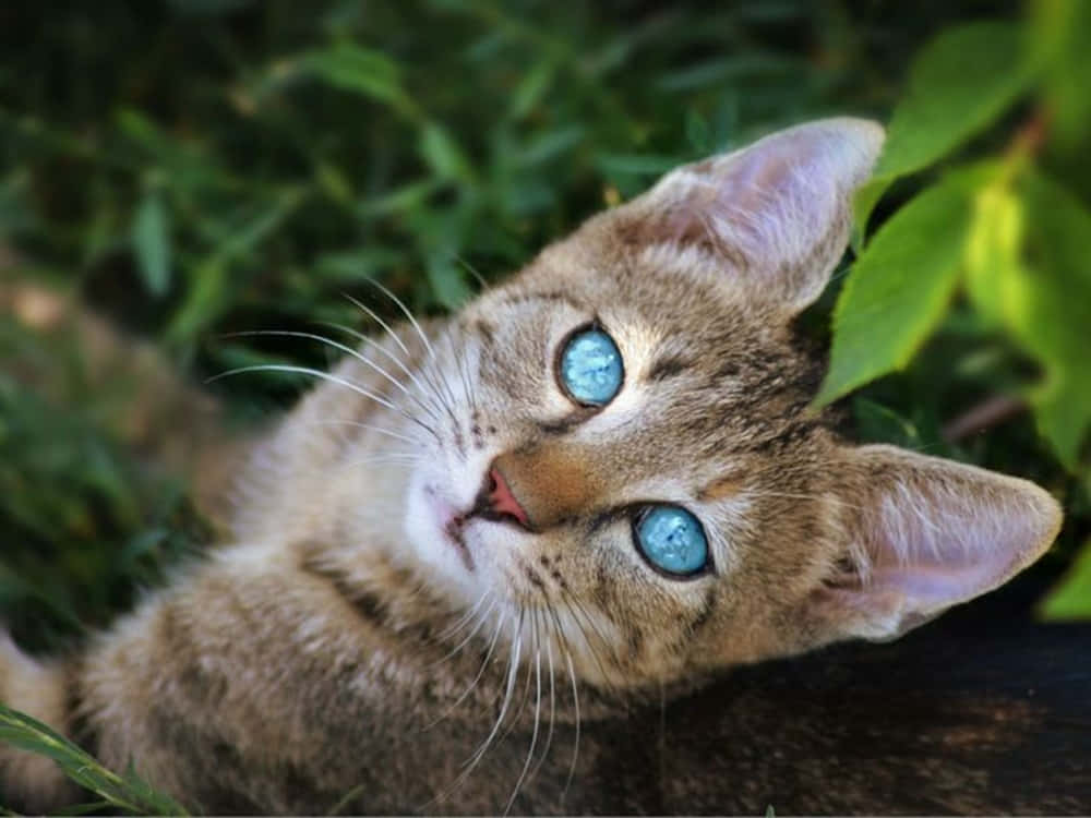 Beautiful Ojos Azules Cat with Mesmerizing Blue Eyes Wallpaper