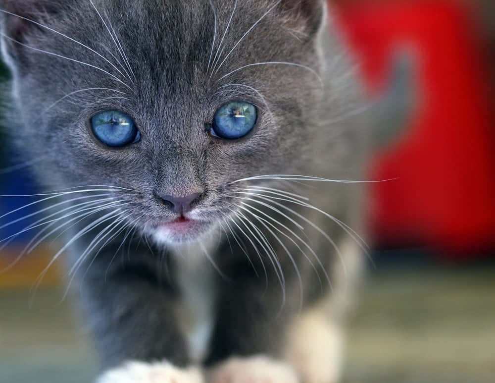 Stunning Ojos Azules Cat Relaxing On A Sofa Fond d'écran