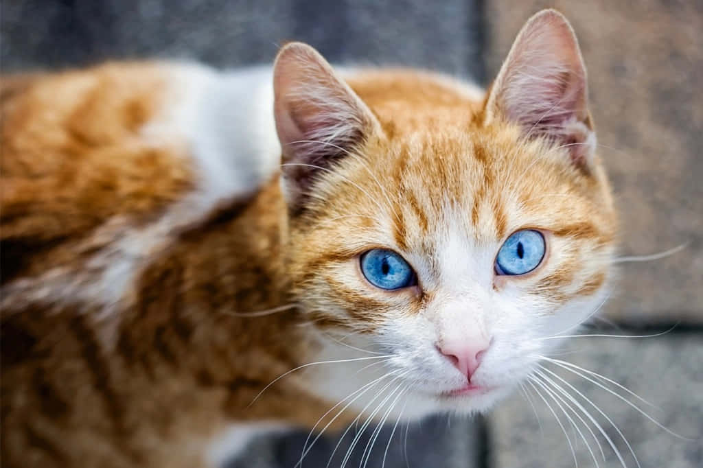 Beautiful Ojos Azules Cat with Captivating Blue Eyes Wallpaper