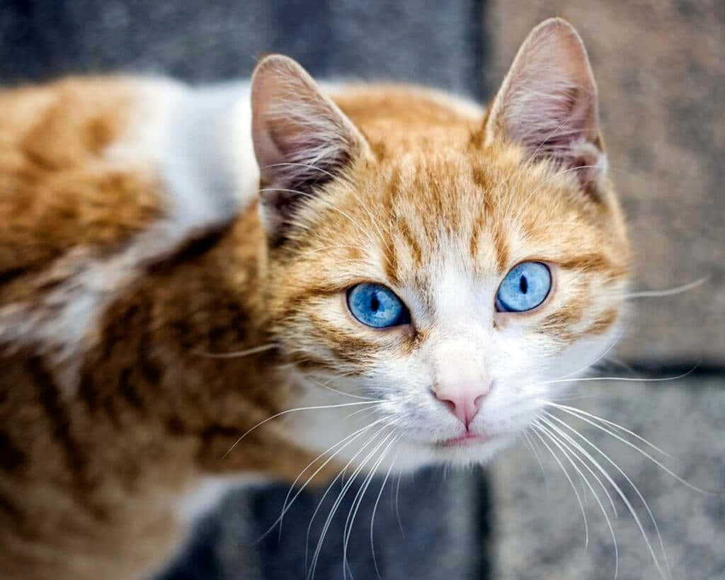 Ojos Azules Cat with Beautiful Blue Eyes relaxing on bed Wallpaper