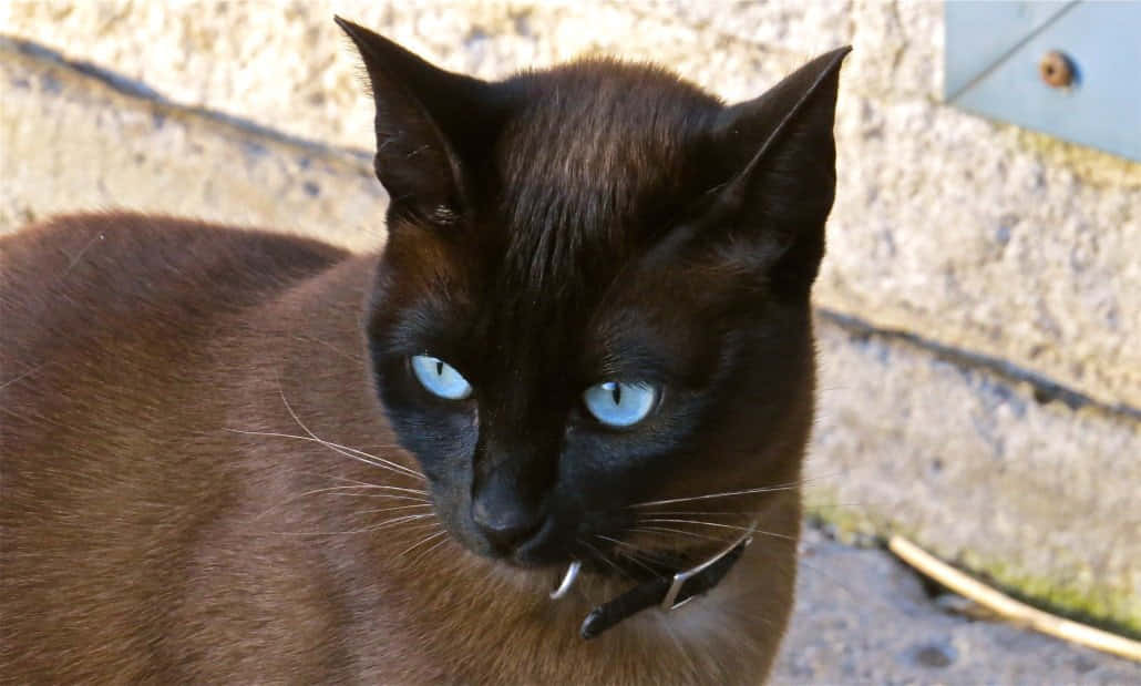 Beautiful blue-eyed Ojos Azules Cat relaxing in nature Wallpaper