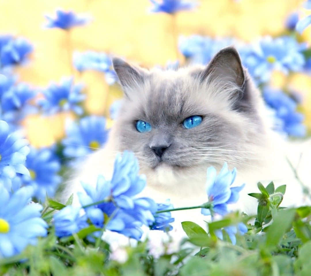 Beautiful Blue-eyed Ojos Azules Cat Posing Elegantly Wallpaper