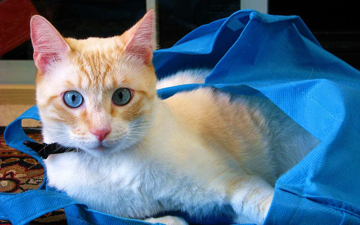 Beautiful Ojos Azules Cat with Striking Blue Eyes Wallpaper