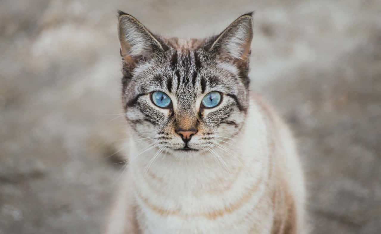 Beautiful Ojos Azules Cat Displaying Stunning Blue Eyes Wallpaper