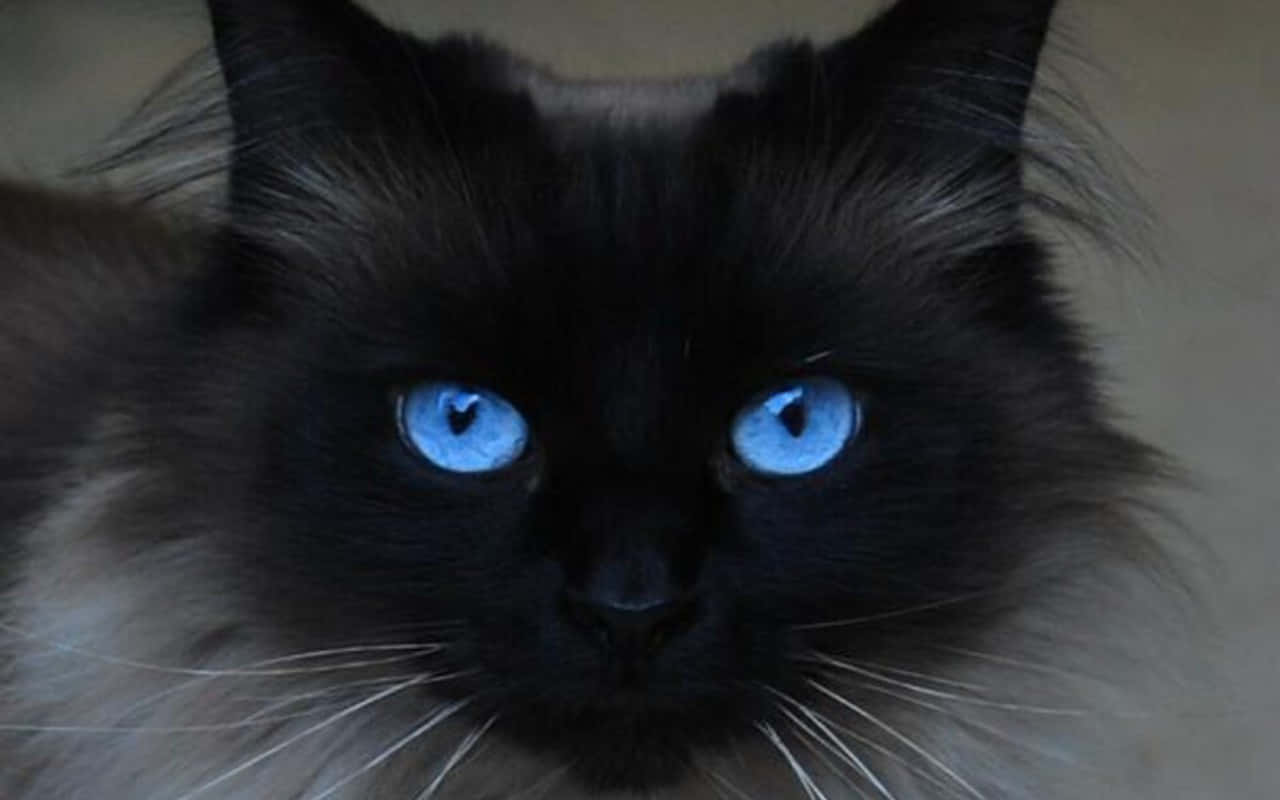 Beautiful Blue-Eyed Ojos Azules Cat Wallpaper
