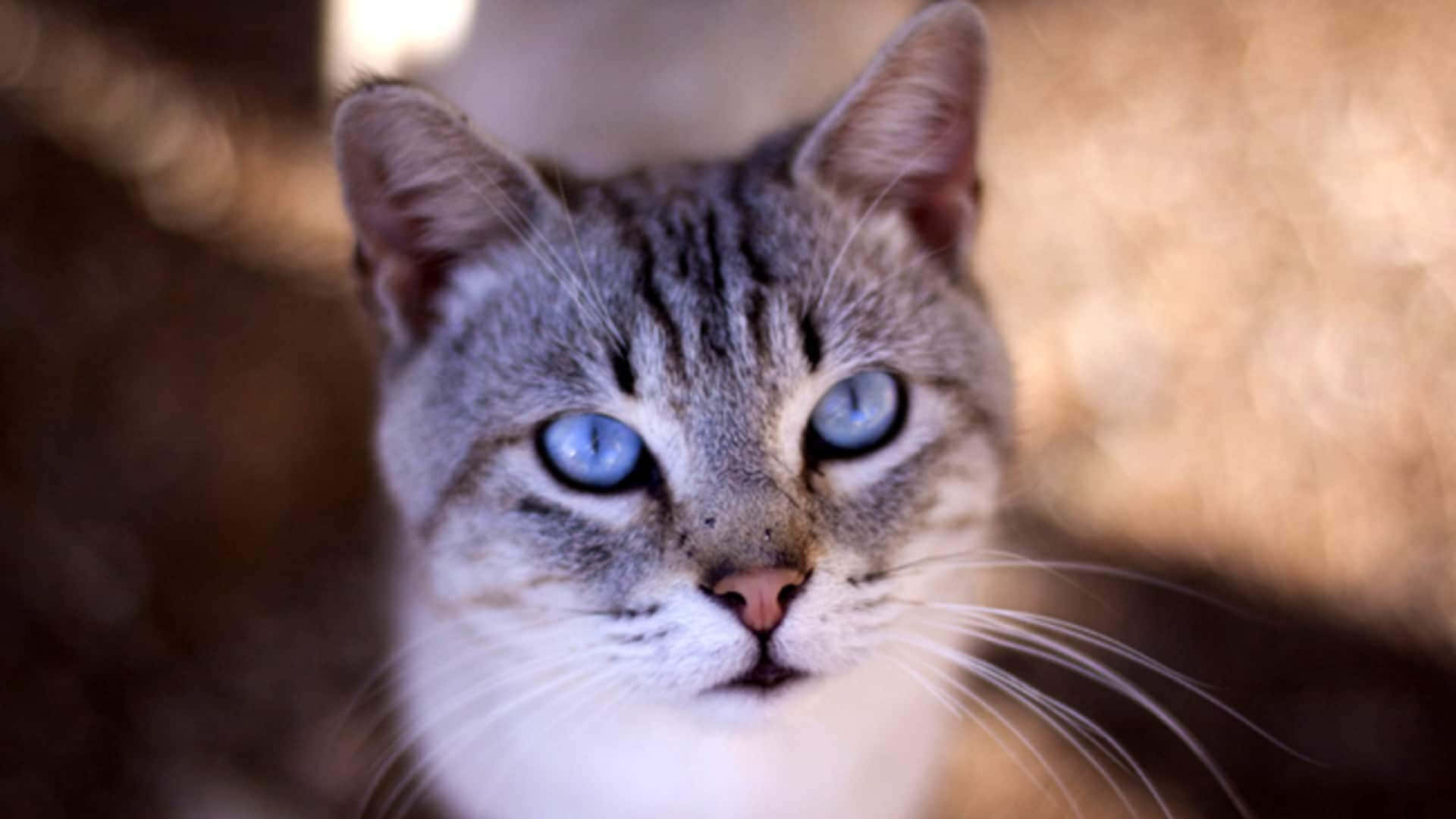 Adorable Ojos Azules Cat with mesmerizing blue eyes on a playful stance Wallpaper