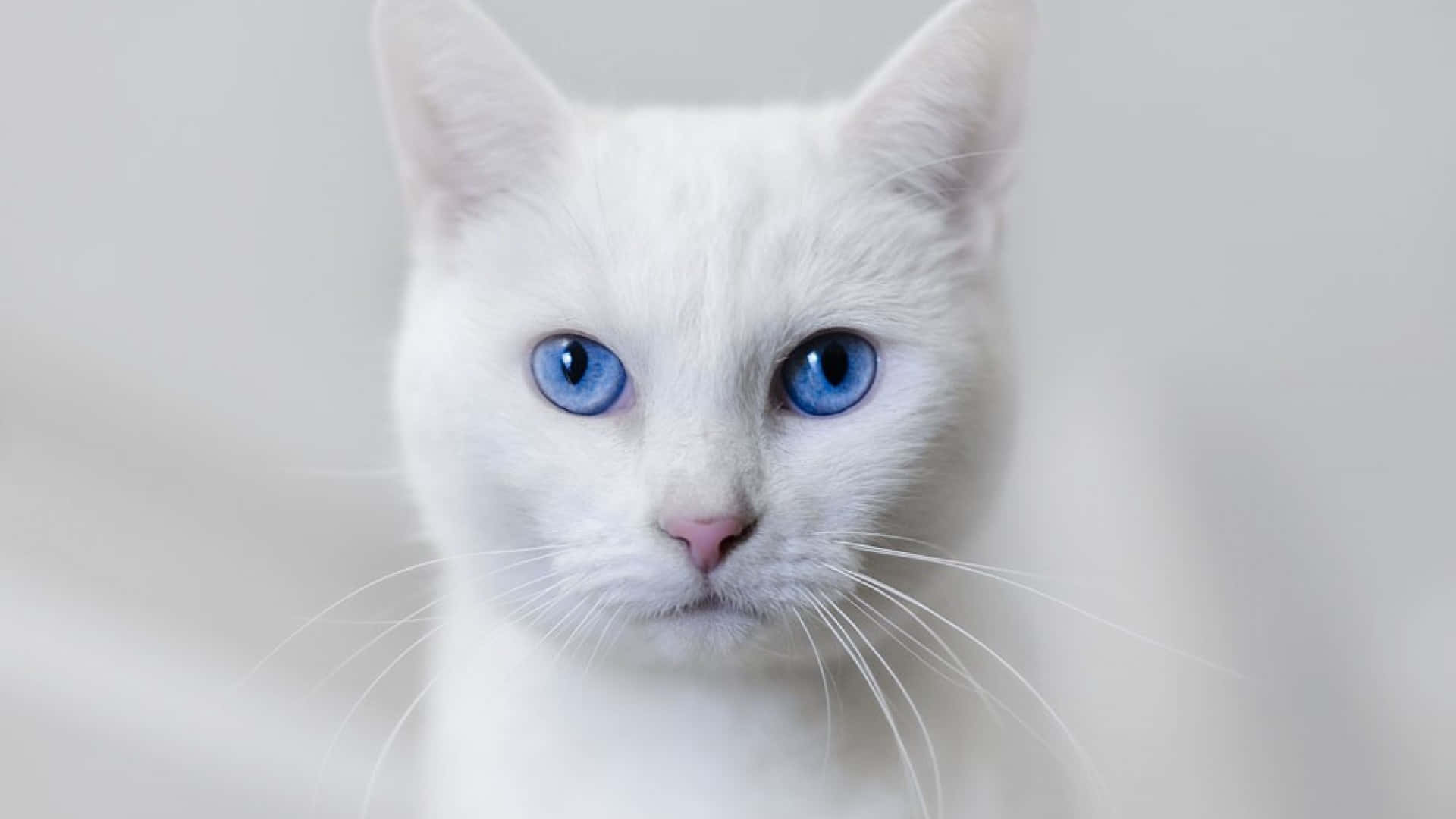 Ojos Azules Cat with Stunning Blue Eyes Relaxing in a Garden Wallpaper