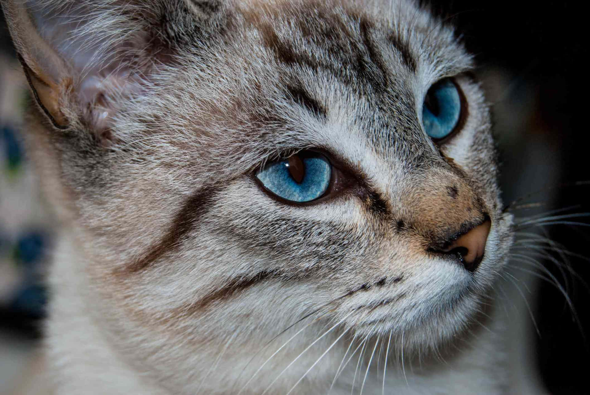 Beautiful Ojos Azules Cat with Enchanting Blue Eyes Wallpaper
