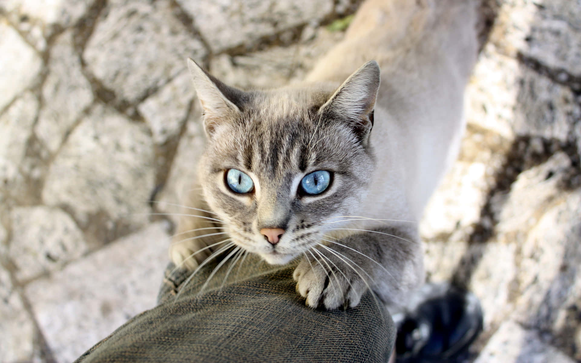 Gatode Ojos Azules Hermosos Con Impactantes Ojos Azules. Fondo de pantalla