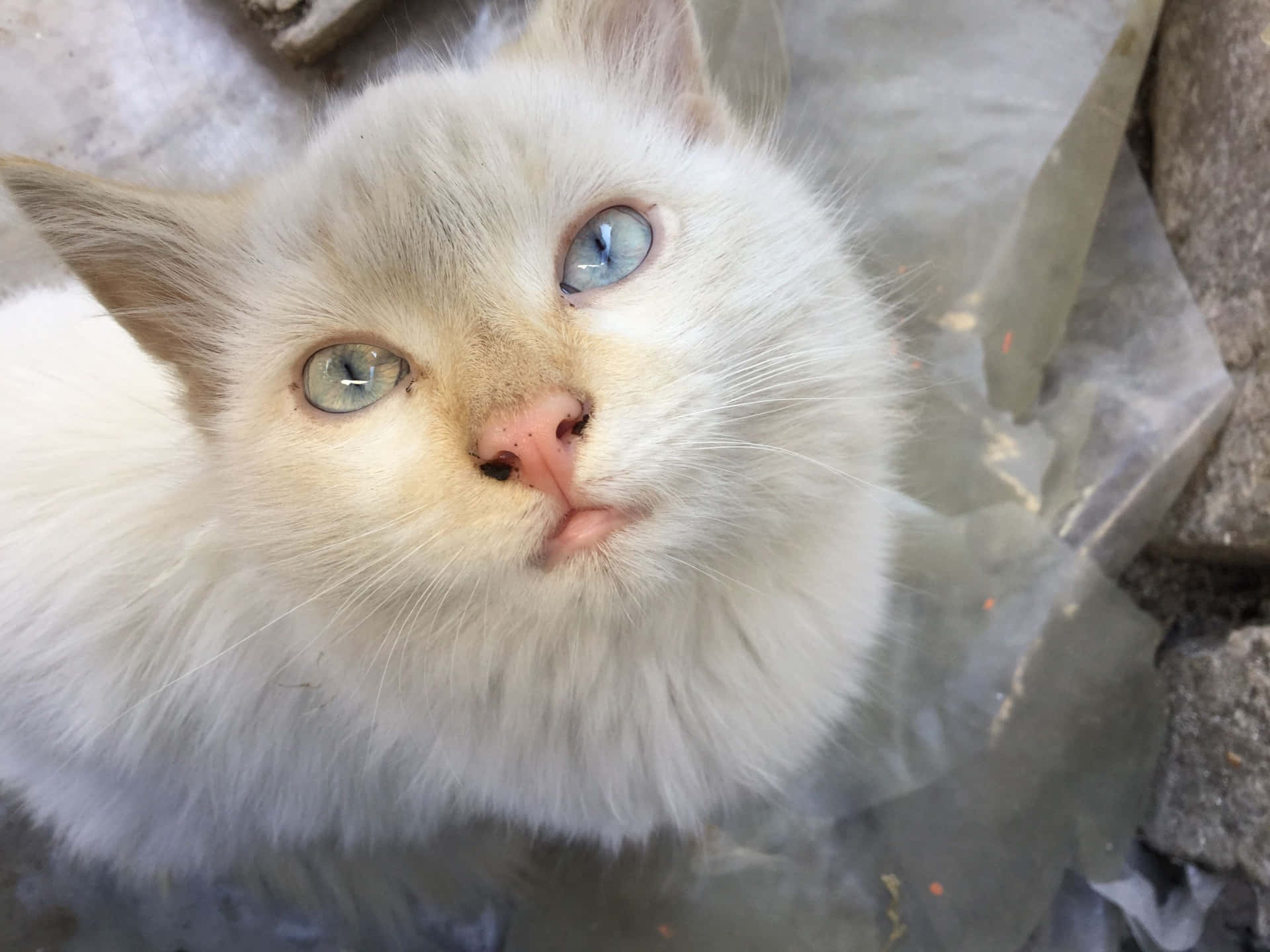 A close-up of a blue-eyed Ojos Azules Cat bathed in sunlight Wallpaper