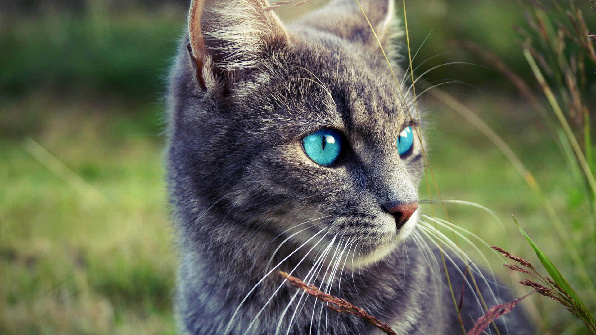 Beautiful Ojos Azules Cat with blue eyes gazing intently Wallpaper