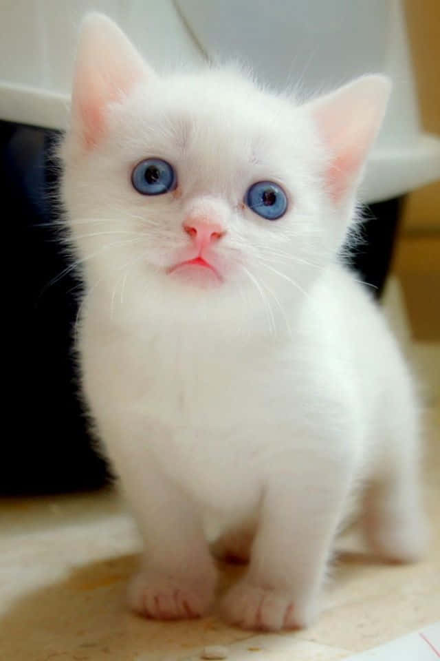 Ojos Azules Cat With Striking Blue Eyes Wallpaper