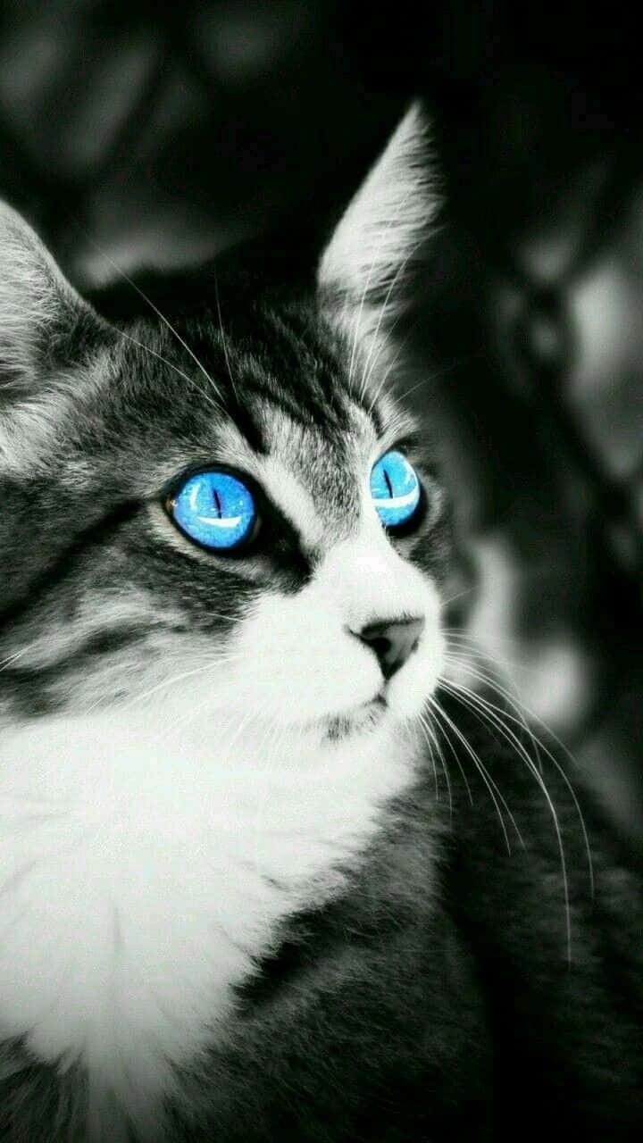 Caption: Adorable Ojos Azules Cat with Captivating Blue Eyes Wallpaper