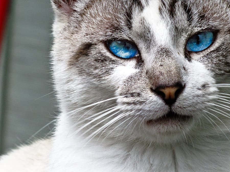 Beautiful Ojos Azules Cat with Blue Eyes Wallpaper