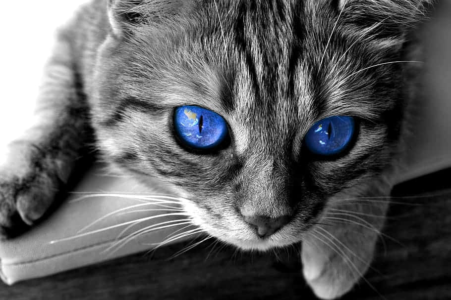 A stunning blue-eyed Ojos Azules cat sitting gracefully Wallpaper