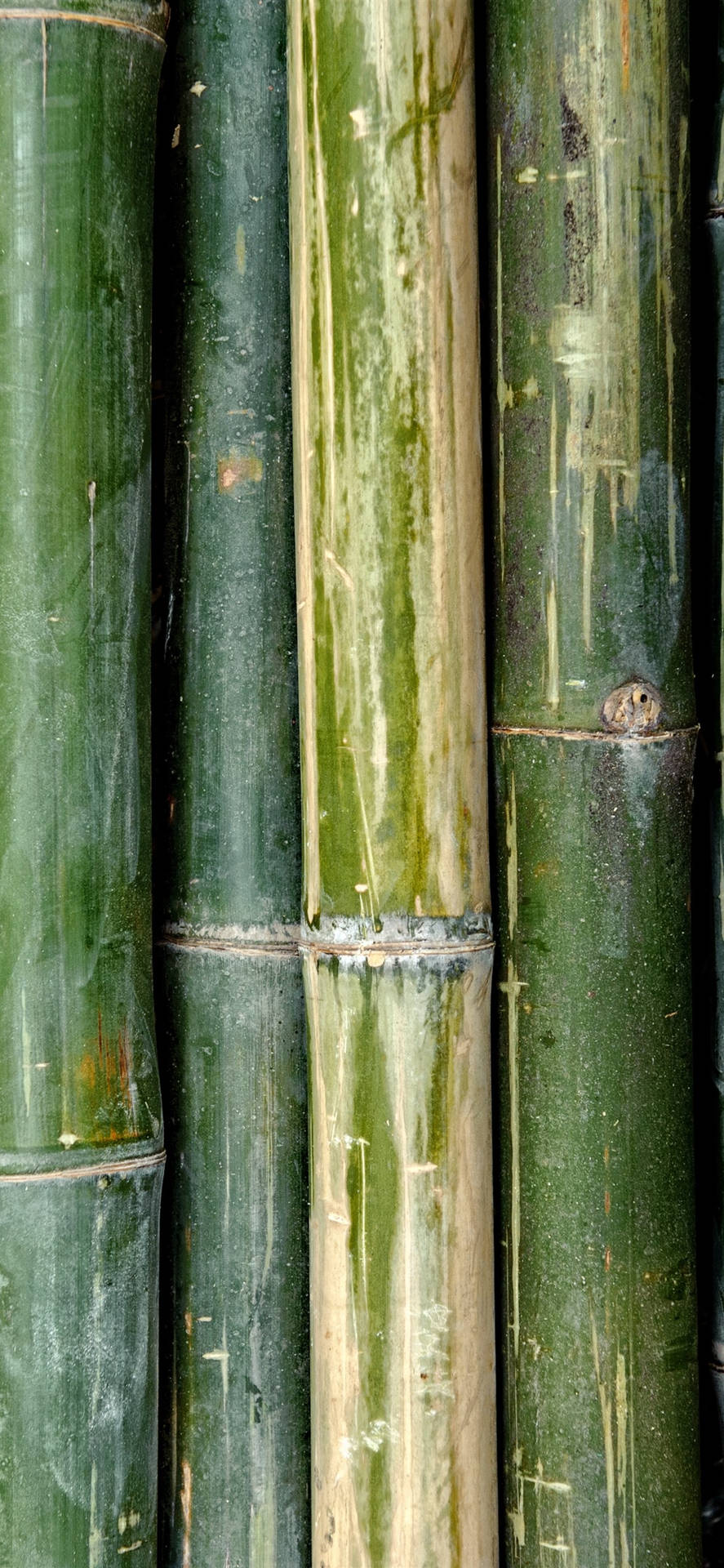 Ældre Bambus Hud iPhone Beskyttelse Wallpaper